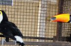 به علت تعطیلی باغ وحش ساری،  ۶۰ پرنده در پناهگاه حیات وحش میانکاله رهاسازی شد