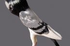 عکس هایی از عجیب ترین کبوترهای دنیا