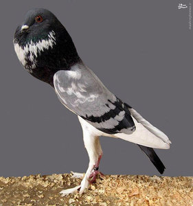 عکس هایی از عجیب ترین کبوترهای دنیا
