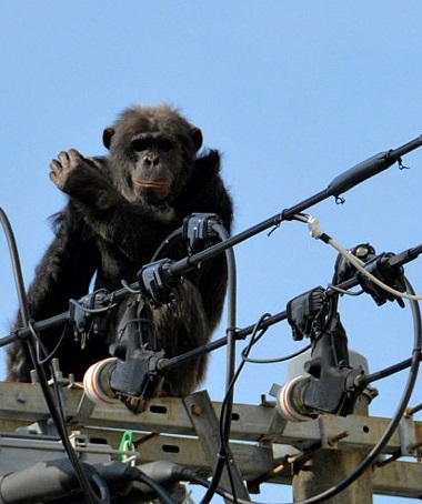 وقتی یک میمون موجب قطع برق یک کشور می شود!