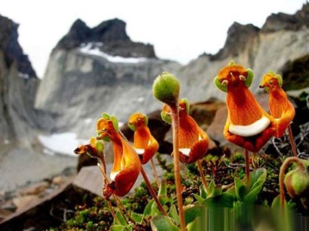 عجیب ترین و اسرارآمیز ترین گل ها در طبیعت + تصاویر