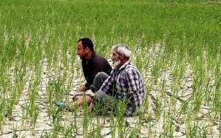 هشدار برای کشاورزان مازندران : امسال کشت برنج پُر ریسک خواهد بود
