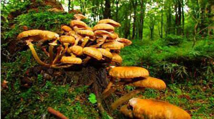 قارچ های جنگل های مازندران هم می تواند مرگبار باشد