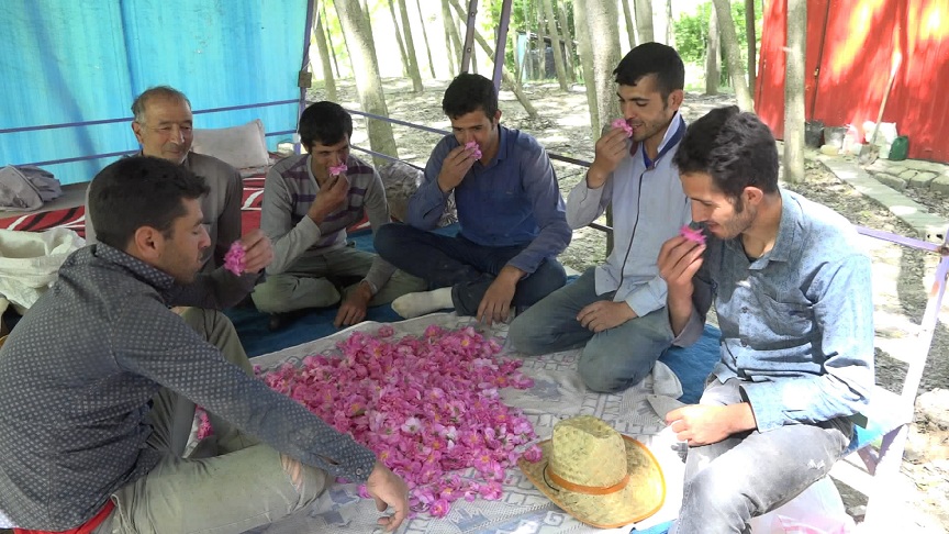 برداشت گل محمدی در هزارجریب بهشهر