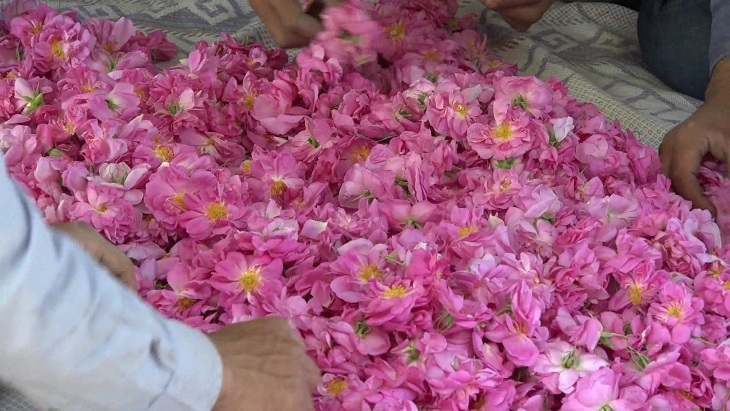 برداشت گل محمدی در هزارجریب بهشهر