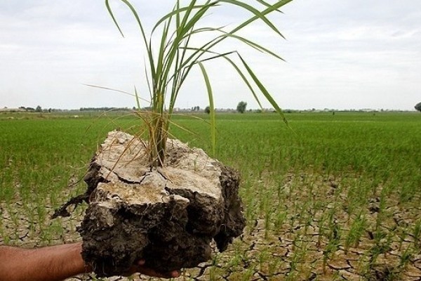 وضعیت قرمز خشکسالی در بیش از ۵ هزار هکتار از شالیزارهای ساری و میاندورود