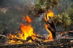 آتش سوزی شبانه میانکاله ۱۵۰ هکتار از پوشش های گیاهی را نابود کرد