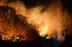 جان باختن فعالان محیط زیست در آتش سوزی جنگل مریوان