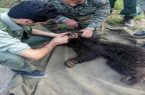 شکارچیان خرس در حال سلاخی کردن حیوان دستگیر شدند+ عکس