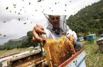 تولید عسل در گلوگاه افزایش یافت