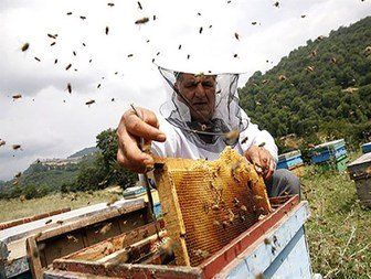 تولید عسل در گلوگاه افزایش یافت