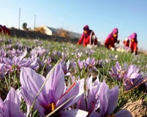 آغاز برداشت زعفران در روستاهای بهشهر