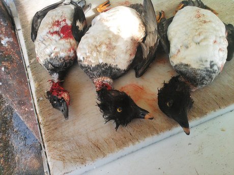 رونق رستوران های لاکچری تهران با نسل کشی پرندگان در مازندران