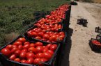 چرا صادرات گوجه فرنگی دوباره آزاد شد؟