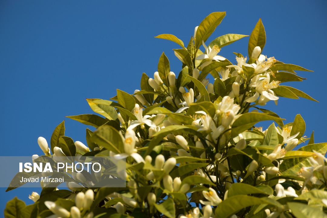 فصل بهار و طنازی شکوفه های بهارنارنج در مازندران / تصاویر