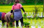 تمایل کشاورزان مازندران به کشت ارقام پرمحصول برنج