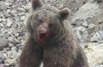 اشد مجازات برای عاملان مرگ خرس قهوه ای در مازندران