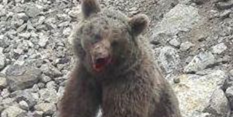 اشد مجازات برای عاملان مرگ خرس قهوه ای در مازندران