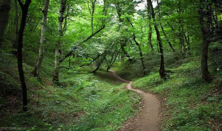 جنگل های هیرکانی در یونسکو به ثبت رسید