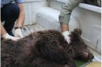 مرگ دردناک توله خرس قهوه ای در گرگان