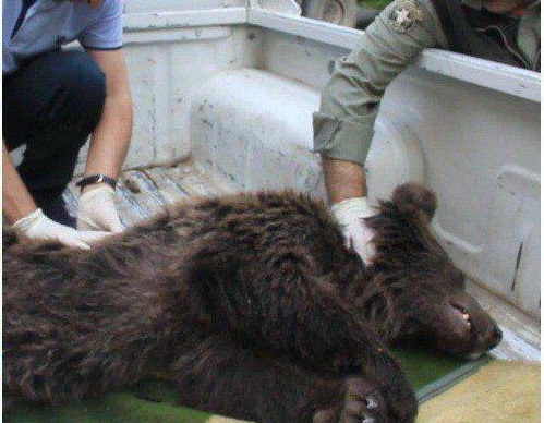مرگ دردناک توله خرس قهوه ای در گرگان