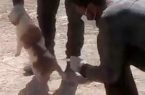 شهرداری تهران به کلیپ کشتار سگ ها واکنش نشان داد