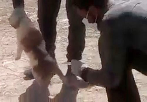 شهرداری تهران به کلیپ کشتار سگ ها واکنش نشان داد
