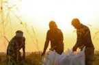 تولید برنج در مازندران رکورد زد