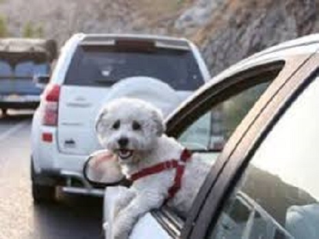 سگ گردانی با خودرو ممنوع