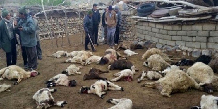 حمله گرگ ها به دام های روستاهای دودانگه و چهاردانگه