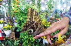 باغ پروانه های کوالالامپور در تورهای مالزی