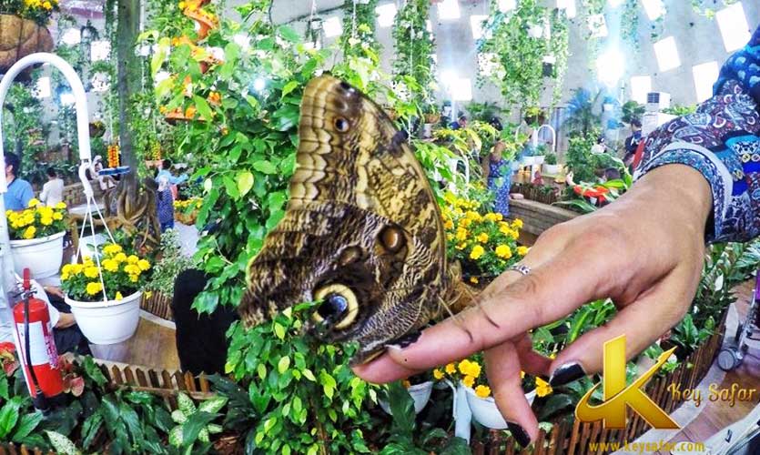 باغ پروانه های کوالالامپور در تورهای مالزی