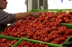 قیمت گوجه در مازندران کاهشی می شود