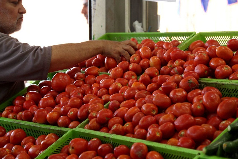 قیمت گوجه در مازندران کاهشی می شود