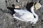 مرگ مشکوک پرندگان در میانکاله