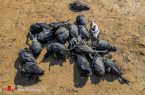 مرگ پرندگان مهاجر در میانکاله / تصاویر