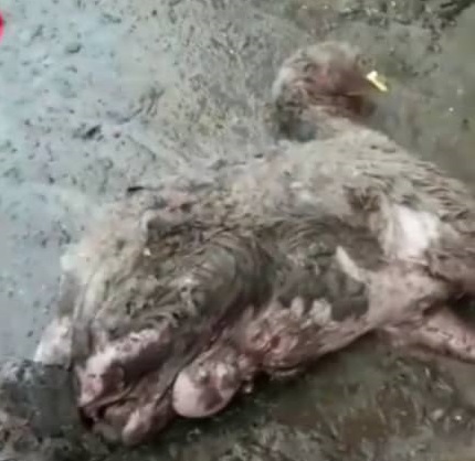 توضیحات دامپزشکی مازندران درخصوص انتشار فیلمی از گوسفندان تلف شده در کشتارگاه ساری