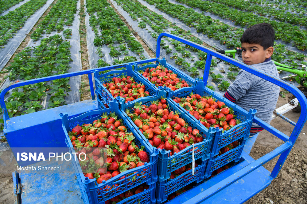 تصاویری جذاب از برداشت توت فرنگی در مزارع استان مازندران