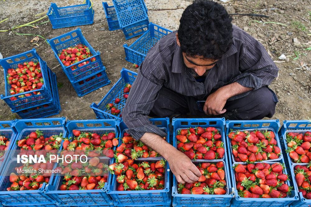 تصاویری جذاب از برداشت توت فرنگی در مزارع استان مازندران