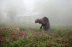 فشار مضاعف کرونا بر کشاورزان گل گاوزبان در شرق مازندران