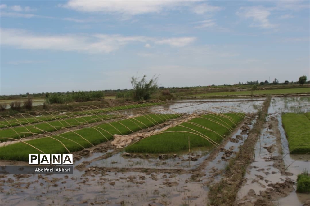 تصاویری از نشاء برنج در شالیزارهای مازندران