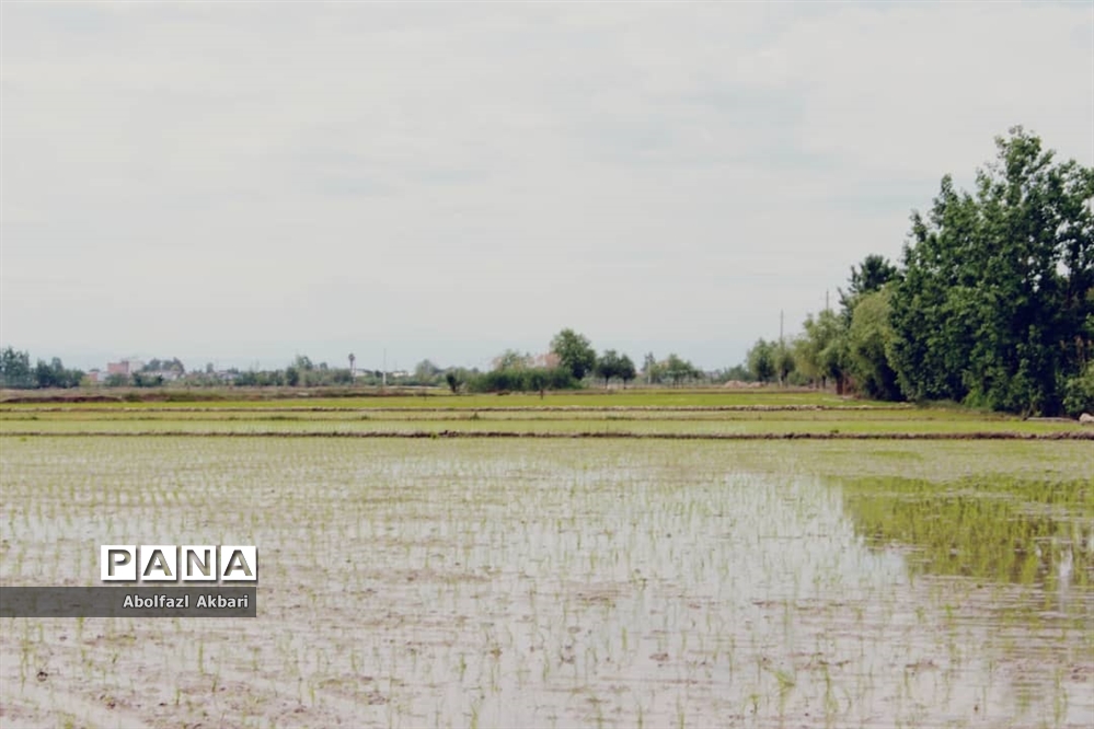 تصاویری از نشاء برنج در شالیزارهای مازندران