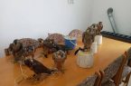 دستگیری قاچاقچیان پرنده های شکاری در شرق مازندران