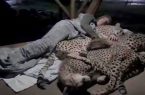 فیلم همزیستی یوزپلنگ ها با جنگلبان ارتباطی به مازندران ندارد