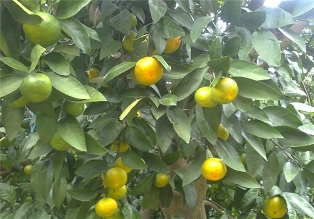 برداشت نارنگی پیش رس در مازندران آغاز شد / باغداران در برداشت محصول عجله نکنند