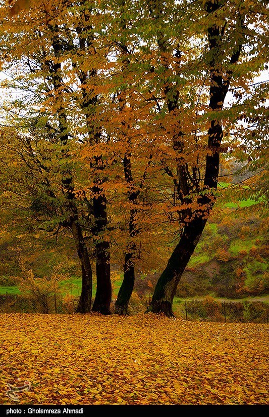 آرامش طبیعت بهشهر در لباس پاییزی /تصاویر
