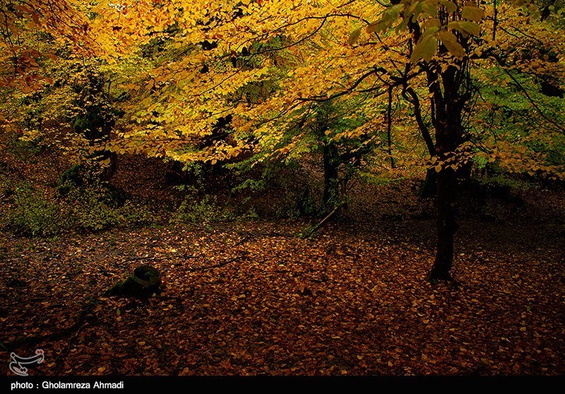 آرامش طبیعت بهشهر در لباس پاییزی /تصاویر