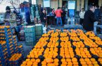 پرتقال شب عید از استان مازندران بارگیری می شود / قیمت تامسون تصویب شد