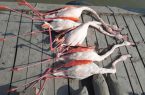 کرونای پرندگان یا مسمومیت بوتولیسم ؟ / کشف ۱۱۷ لاشه پرنده در میانکاله