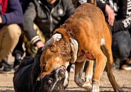 ماجرای برگزاری مسابقه جنگ سگ ها در ساحل گلوگاه + تصاویر